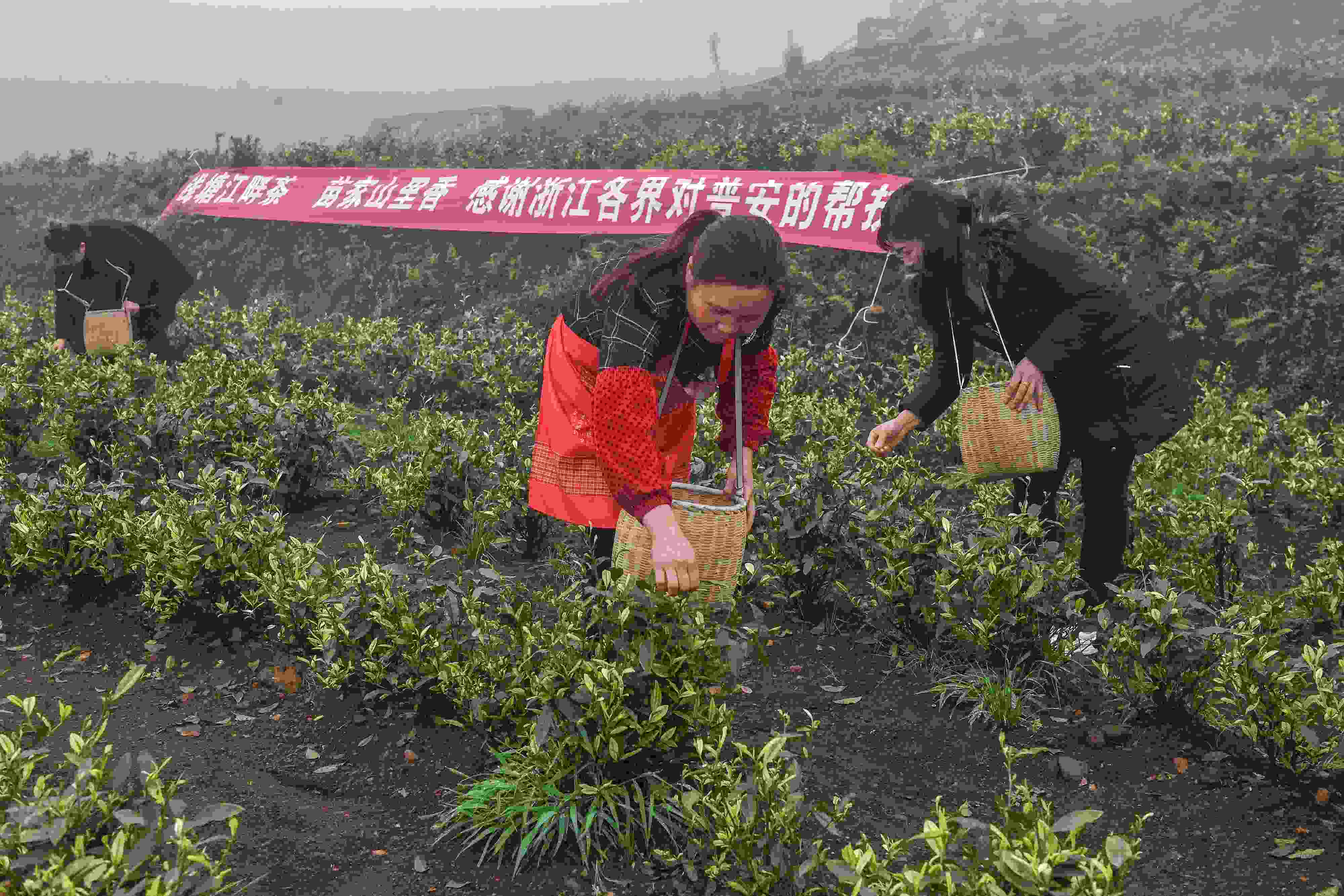 2021年4月14日，工人在貴州省黔西南州普安縣地瓜鎮(zhèn)屯上村“白葉一號”感恩茶園采茶。這片茶園由浙江省安吉縣捐贈。