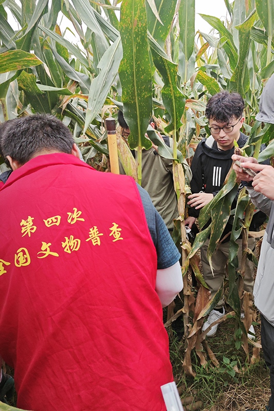 普查隊(duì)員正在使用探鏟進(jìn)行探測(cè)。中國(guó)文物報(bào)供圖