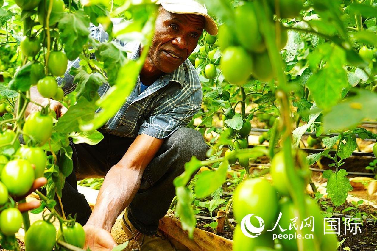 肯尼亞納庫(kù)魯郡，當(dāng)?shù)剞r(nóng)民喬納·卡蘭賈家的溫室大棚里，番茄長(zhǎng)勢(shì)喜人。人民網(wǎng)記者 黃煒鑫攝