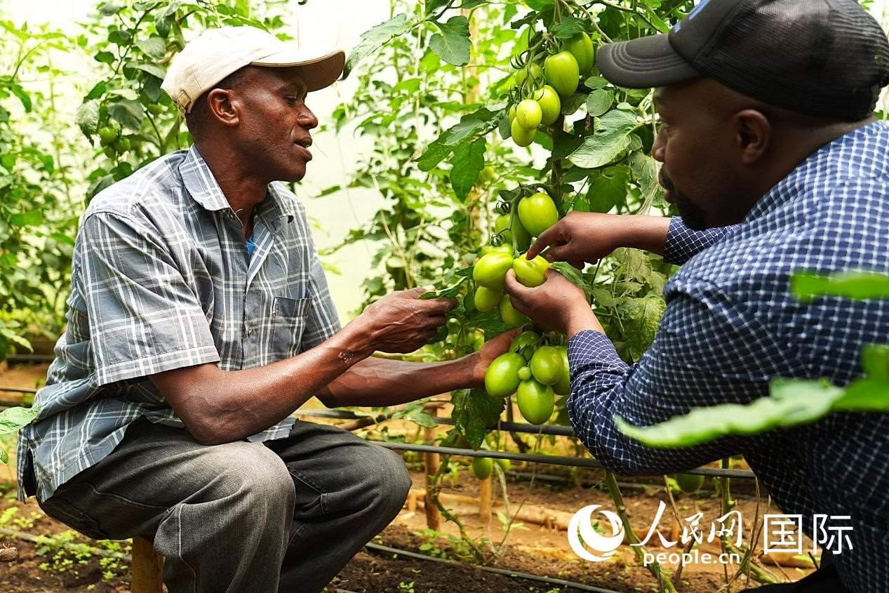 肯尼亞納庫(kù)魯郡，埃格頓大學(xué)園藝學(xué)專家史蒂芬·吉藤古在溫室大棚里指導(dǎo)當(dāng)?shù)剞r(nóng)民喬納·卡蘭賈種植番茄。人民網(wǎng)記者 黃煒鑫攝