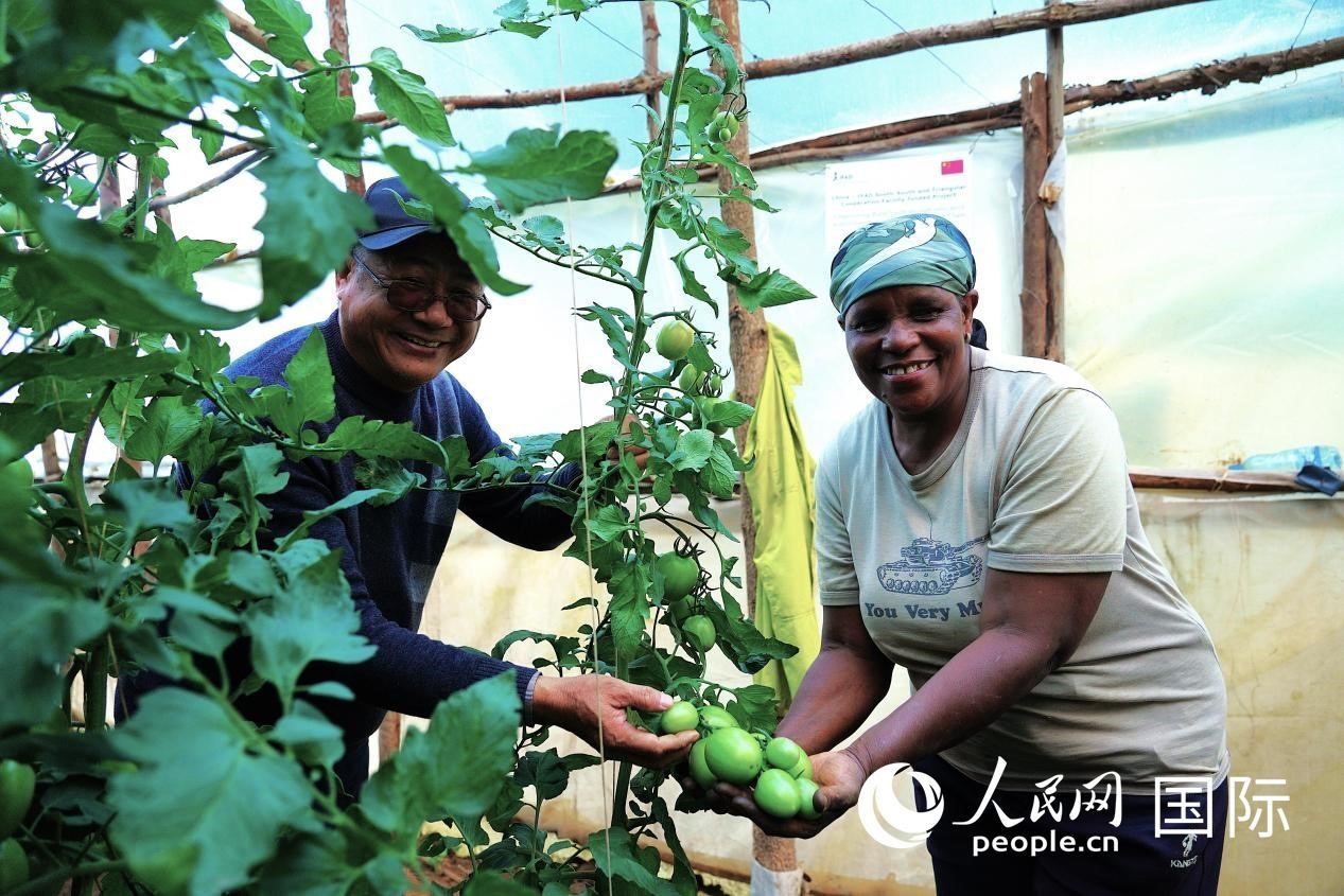 肯尼亞納庫(kù)魯郡，南京農(nóng)業(yè)大學(xué)援非專家劉高瓊和當(dāng)?shù)剞r(nóng)民瑪麗·姆旺吉在溫室大棚里查看番茄種植情況。人民網(wǎng)記者 黃煒鑫攝