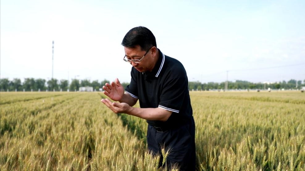 張福鎖在曲周查看小麥長勢。受訪者供圖