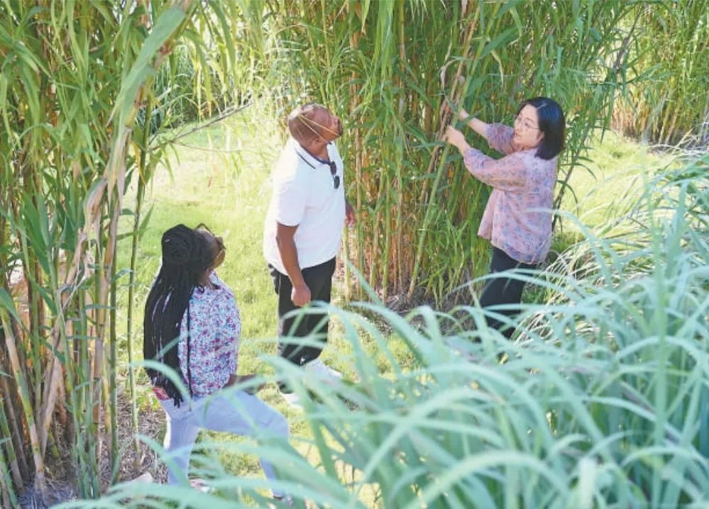 福建農(nóng)林大學(xué)國(guó)際菌草工程技術(shù)研究中心工作人員（右）在向盧旺達(dá)留學(xué)生介紹菌草品種“綠洲1號(hào)”蘆竹的生長(zhǎng)情況。新華社記者 林善傳 攝