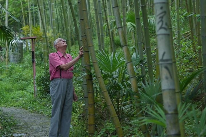 奈斯在莫干山的竹林里散步。