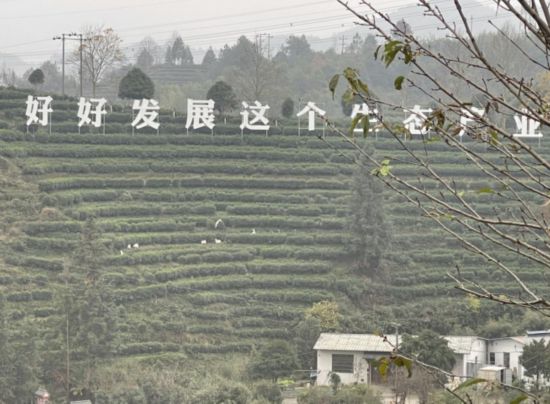 景寧畬族自治縣澄照鄉(xiāng)三石村馬嶺頭茶葉基地。劉軍國攝