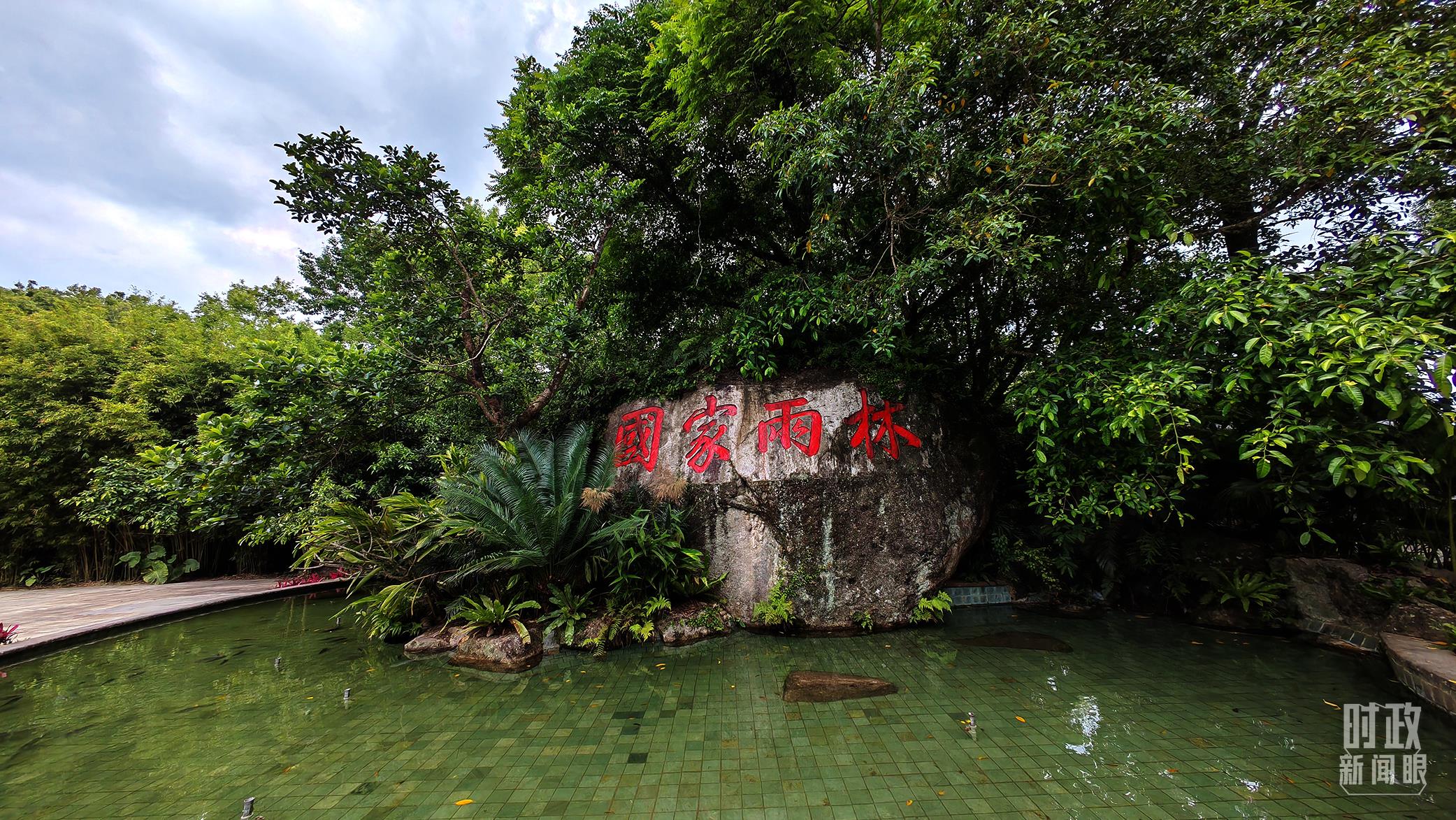 海南熱帶雨林國家公園。（總臺央視記者彭漢明拍攝）