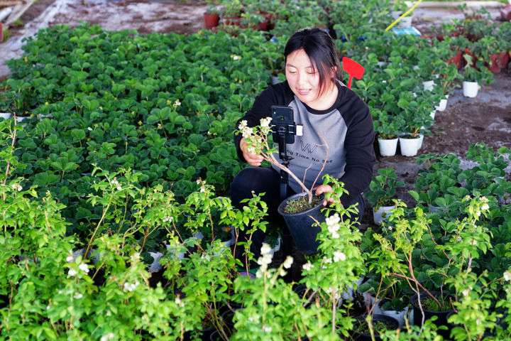 2024年4月27日，在山東省惠民縣姜樓鎮(zhèn)立冉果蔬種植合作社，工作人員在直播賣藍(lán)莓苗。新華社記者 郭緒雷 攝