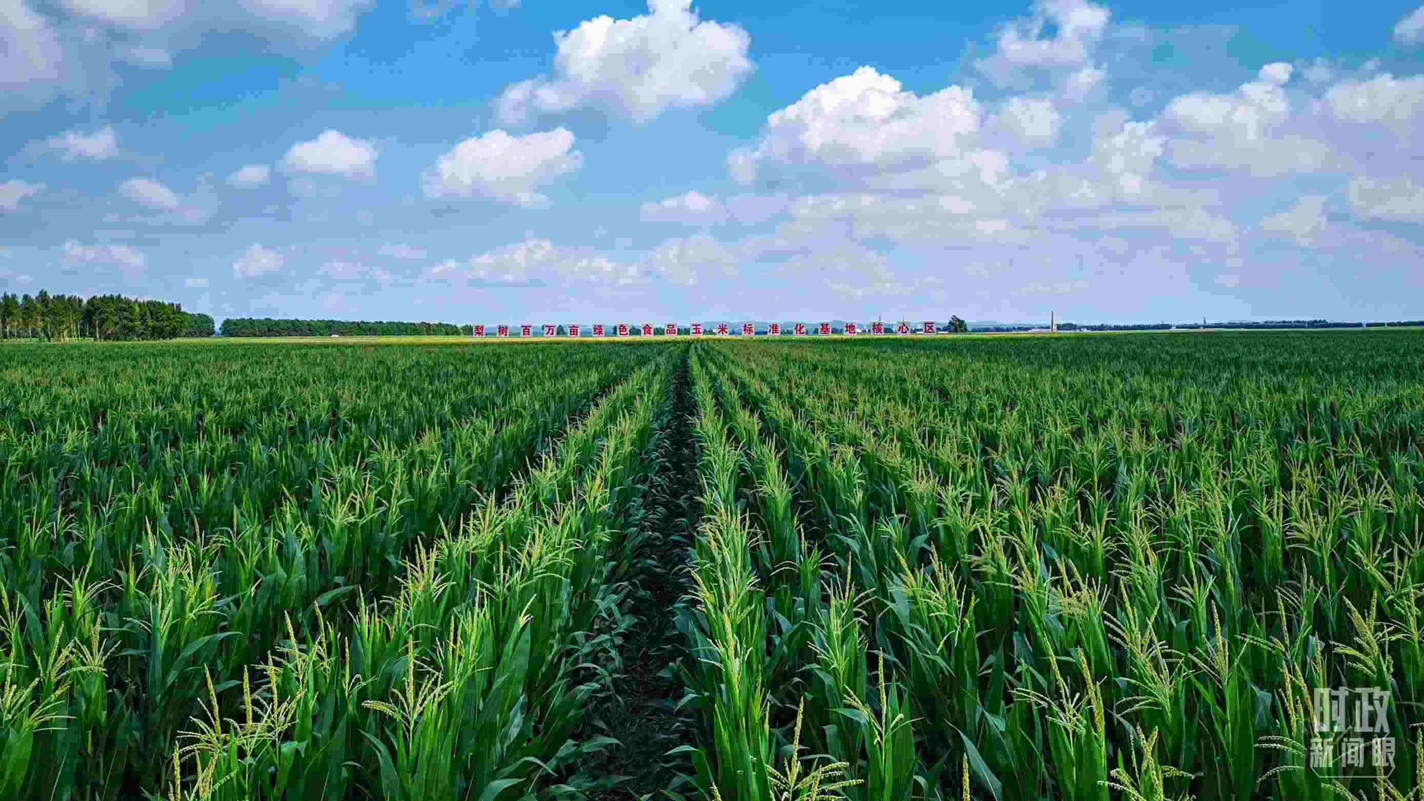 △吉林四平，梨樹縣地處黃金玉米帶。（總臺央視記者張曉鵬拍攝）