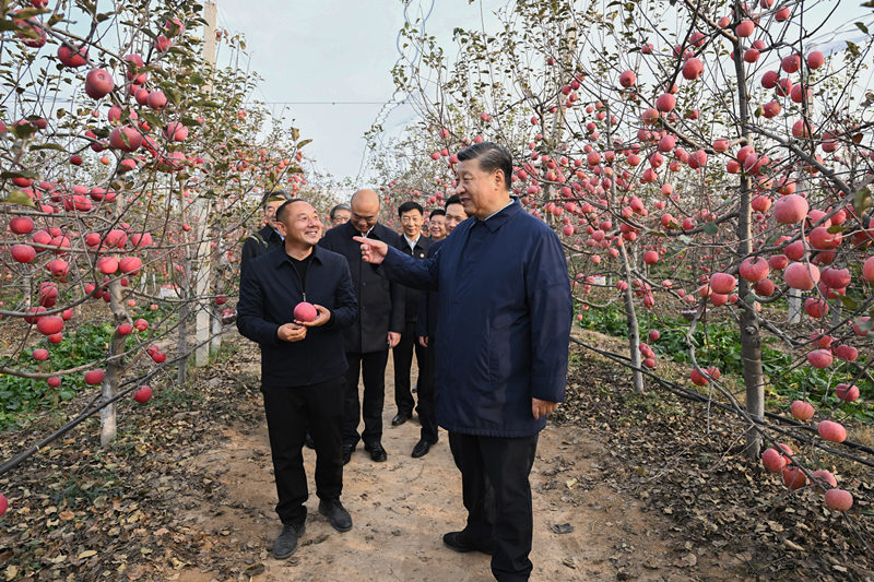 2022年10月26日，習(xí)近平總書記在陜西省延安市安塞區(qū)高橋鎮(zhèn)南溝村的蘋果園里同老鄉(xiāng)們親切交流。