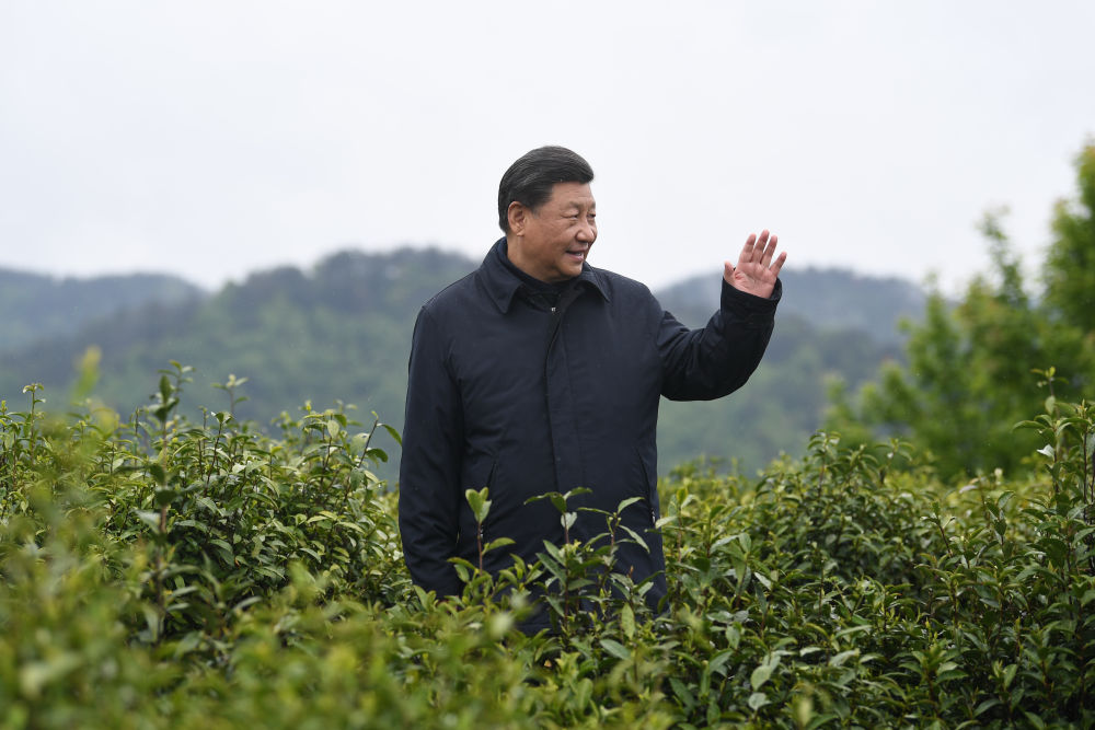 2020年4月21日，習(xí)近平總書(shū)記來(lái)到陜西安康市平利縣老縣鎮(zhèn)，在茶園考察脫貧攻堅(jiān)情況。新華社記者 燕雁 攝